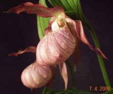 cypripedium_ventricosum.jpg (8576 byte)