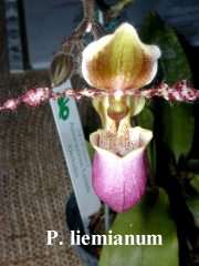 Paphiopedilum liemianum