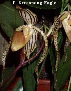 Paphiopedilum Screaming Eagle (Berenice x sanderianum)