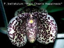Paphiopedilum bellatulum 'Maki Chans Happiness' (T.Tanaka)