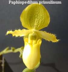 Paphiopedilum primulinum