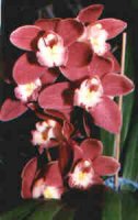 Cymbidium