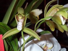 Cymbidium tigrinum