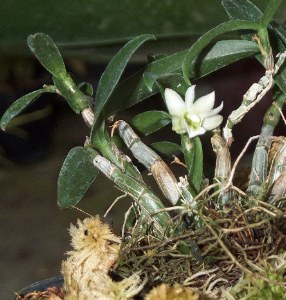 dendrobium oligophyllum