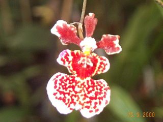 Oncidium 'equitant'