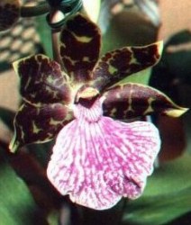 Zygopetalum intermedium